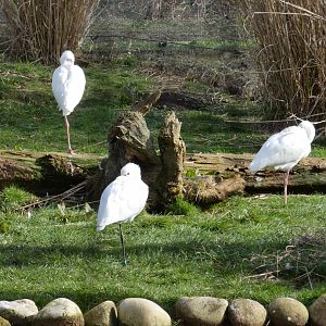 African and Eurasian spoonbills