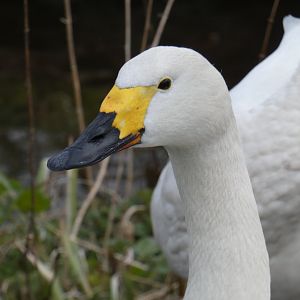 Bewick's swan