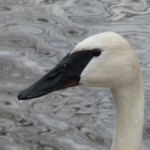 Trumpeter swan