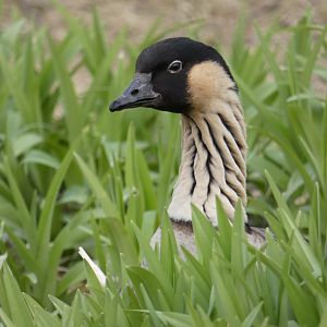 Hawaiian goose peering