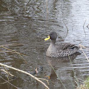 South African yellow-billed duck