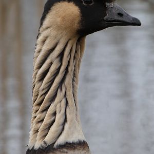 Hawaiian goose portrait