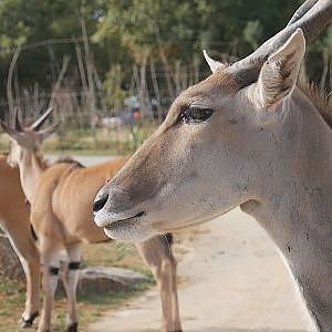 118. Planete Sauvage