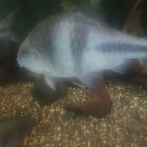 Fish Id?