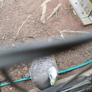 Bird ID Louisville, please?