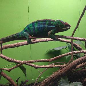 Panther chameleon?