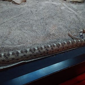 Louisville Zoo snake ID