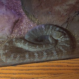 Louisville Zoo snake ID