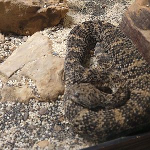 Louisville Zoo snake ID