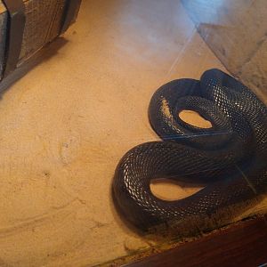 Louisville Zoo snake ID