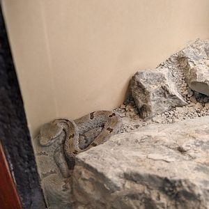 Snake ID