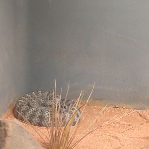 Aruba Island rattlesnake?