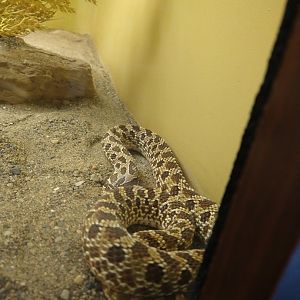 Western hognose snake?