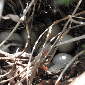 Mallard Nest