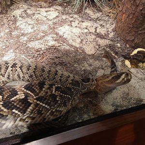 Eastern diamondback rattlesnake?