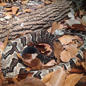Timber rattlesnake?