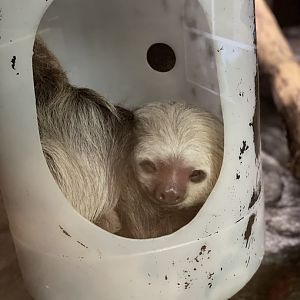 Primate House- Linne’s Two-Toed Sloth