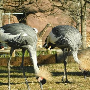 Red Rocks- East African Grey Crowned Cranes and Giraffe- February 2022