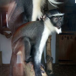 Young Roloway Monkey 15/3/22