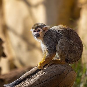 Guianan Squrriel Monkey