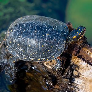 Spotted Turtle