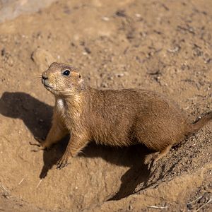 Black Tailed Prairie Dog