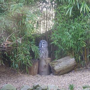 Great Grey Owl- Colchester Zoo 25/2/2022