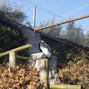 Andean Condor- Colchester Zoo 25/2/2022
