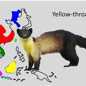 Yellow throated marten - subspecies distributions
