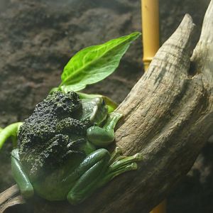 Confused frogs, March 2022