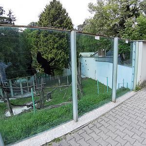 Borneo Orangutan exhibit