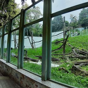 Borneo Orangutan exhibit