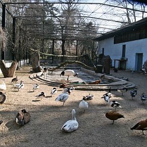 Aviary for water birds, March 2012