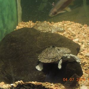 turtle species