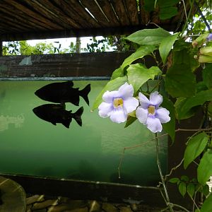 Freshwater fish aquarium - Salvador zoo (PZGV)