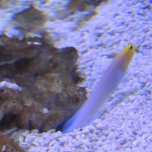 goby species