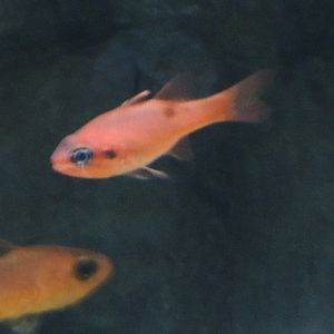 unknown orange fish