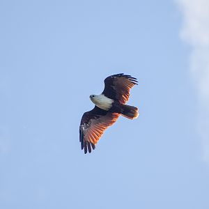 Brahminy Kite