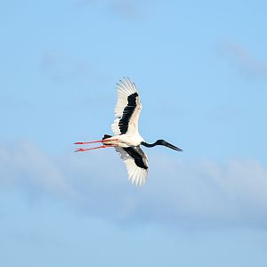 Black-necked Stork