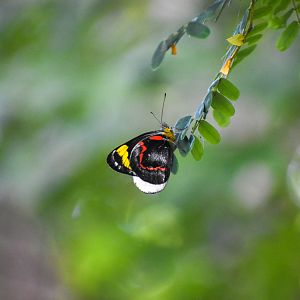 Black Jezebel (Delias nigrina)