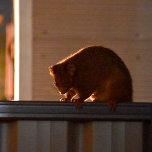Common Ringtail Possum