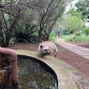 Aardwolf (Proteles cristata)