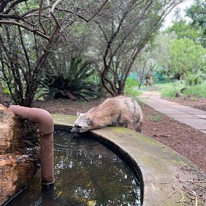 Aardwolf (Proteles cristata)
