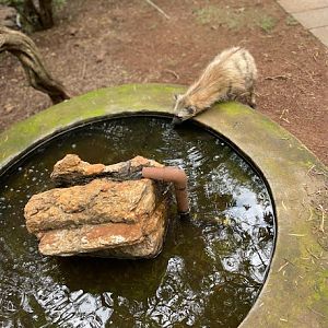 Aardwolf (Proteles cristata)