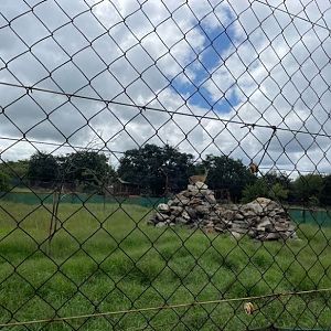 Klipspringer Enclosure (Oreotragus oreotragus)