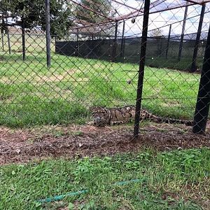 Clouded Leopard (Neofelis nebulosa)