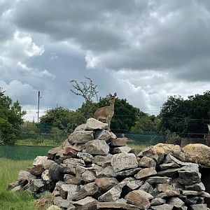 Klipspringer (Oreotragus oreotragus)