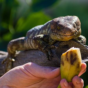 Animal Ambassador Solomon Islands Skink