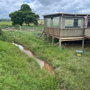 Greater Flamingo and Waterfowl Exhibit (Phoenicopterus roseus)
