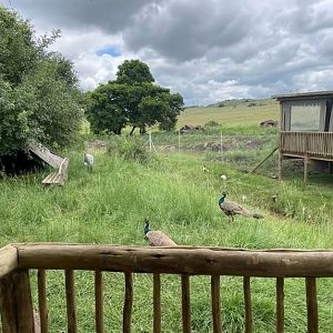 Greater Flamingo and Waterfowl Exhibit (Phoenicopterus roseus)